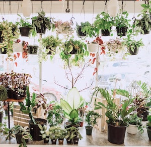 The Wicked Botanist - Interior in Lehigh Valley, PA